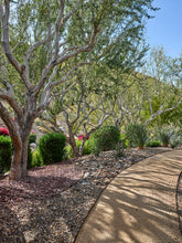 Landscape Design + Installation