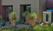 Landscape Design + Installation