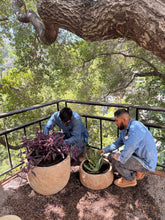 Pottery + Indoor Garden