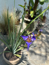 Pottery + Indoor Garden