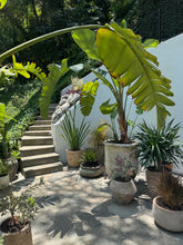 Pottery + Indoor Garden