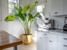 Pottery + Indoor Garden