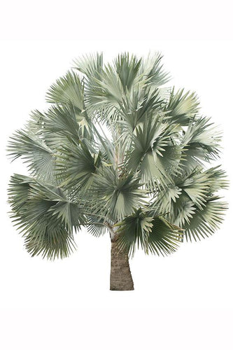 Palm Trees